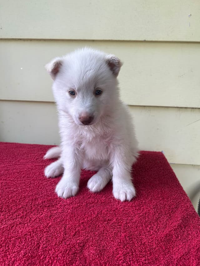 Siberian Husky Puppies media 8