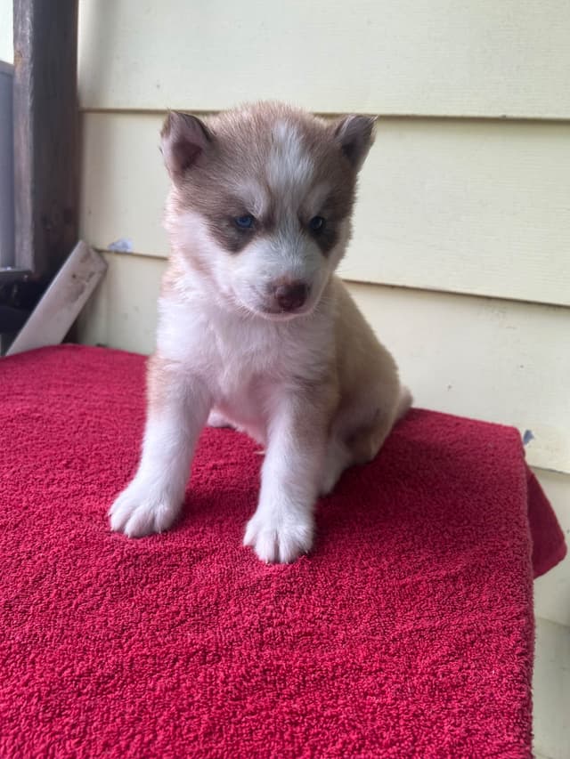 Siberian Husky Puppies media 9