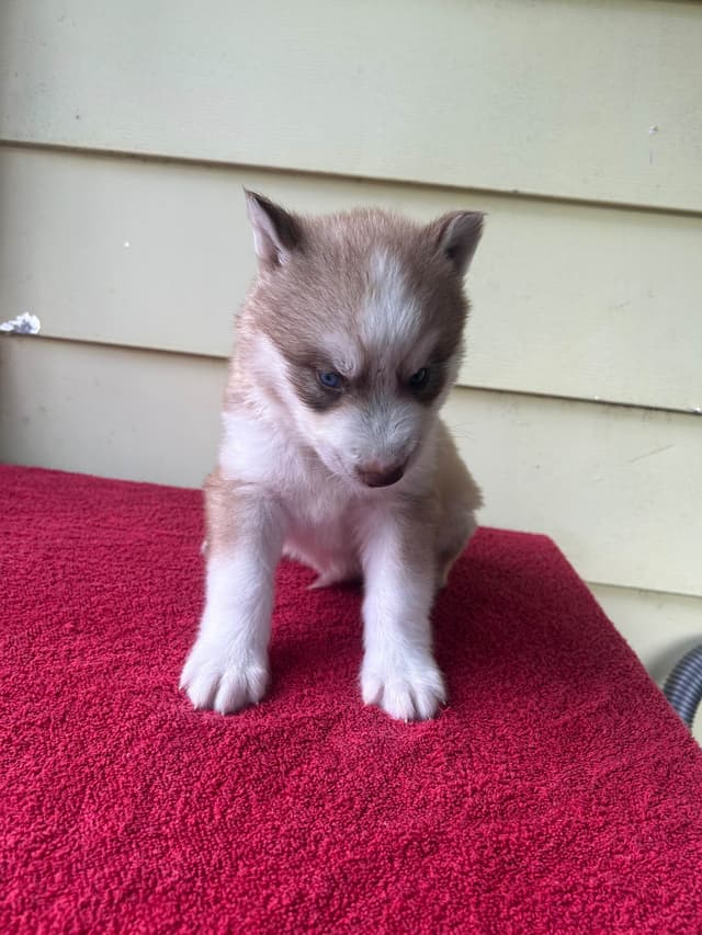 Siberian Husky Puppies media 13