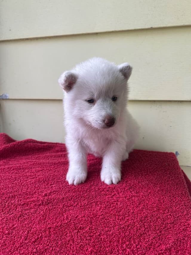 Siberian Husky Puppies media 14