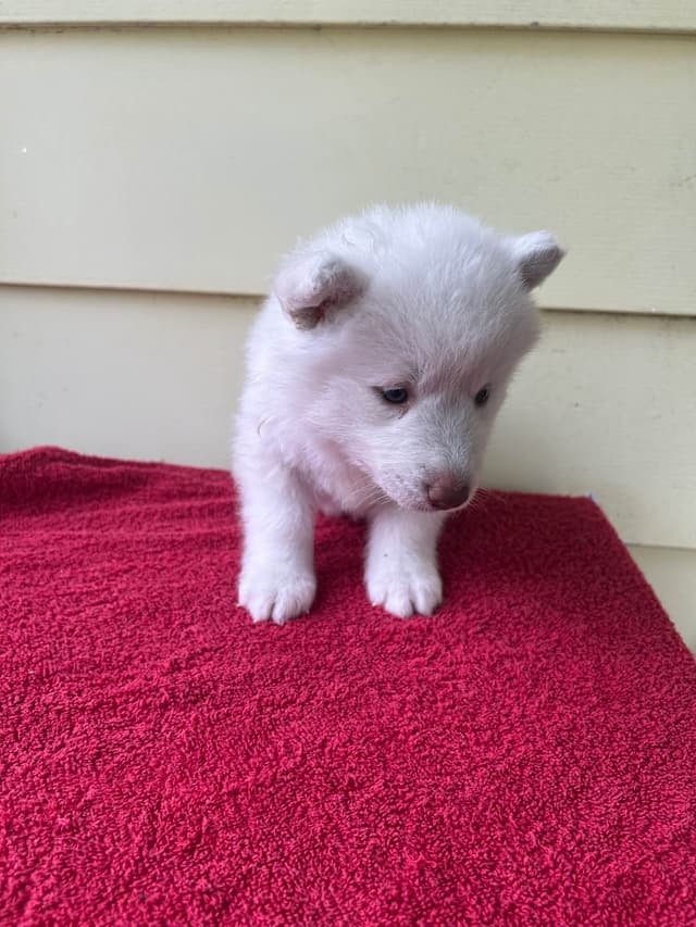 Siberian Husky Puppies media 15
