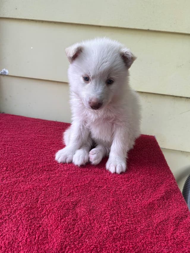Siberian Husky Puppies media 12