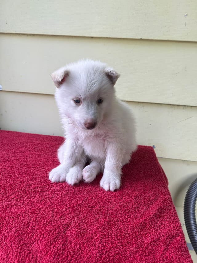 Siberian Husky Puppies media 16