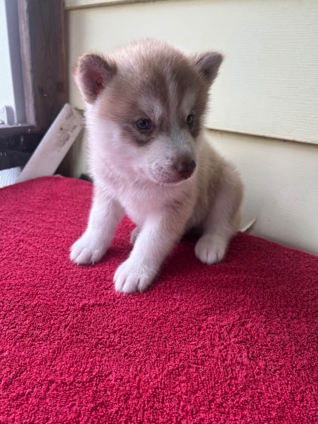 Siberian Husky Puppies media 17