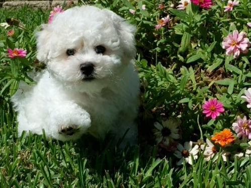 Bichon Frise Puppies breeder image 1