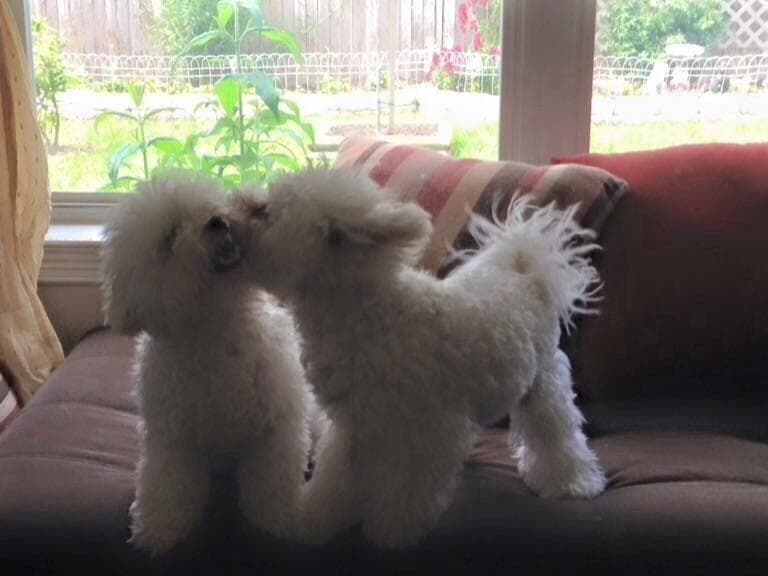 Bichon Frise Puppies breeder image 3