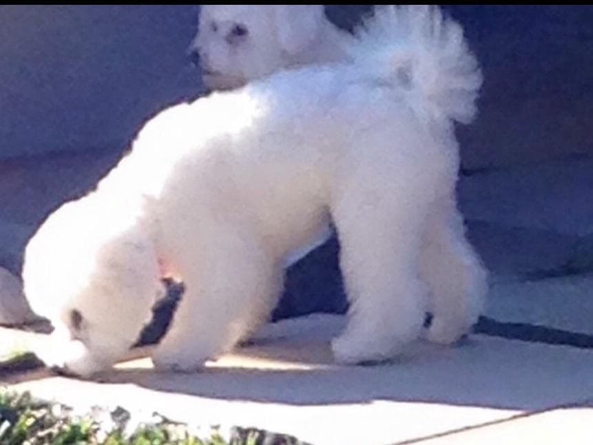 Bichon Frise Puppies breeder image 4