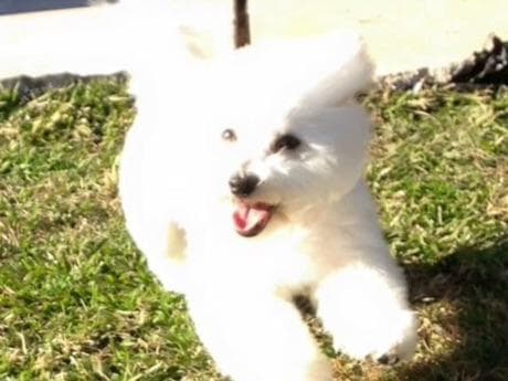 Bichon Frise Puppies breeder image 5