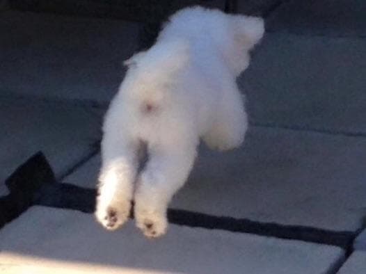 Bichon Frise Puppies breeder image 6