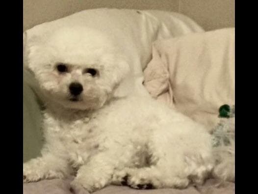 Bichon Frise Puppies breeder image 7
