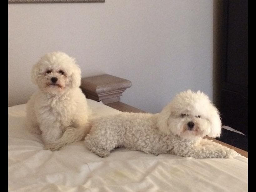 Bichon Frise Puppies breeder image 2