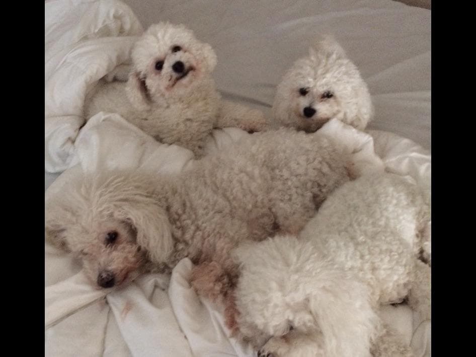 Bichon Frise Puppies breeder image 9