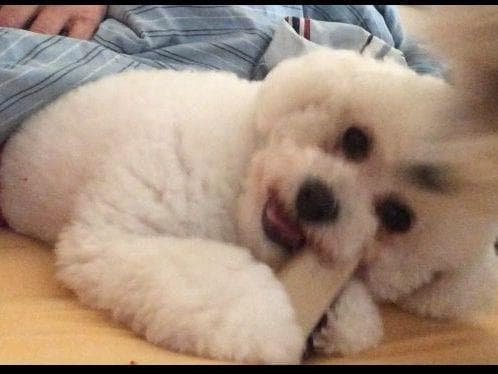 Bichon Frise Puppies breeder image 10