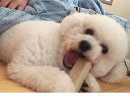 Bichon Frise Puppies breeder image 11