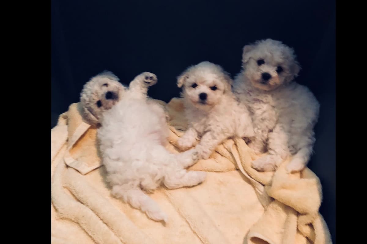 Bichon Frise Puppies breeder image 12