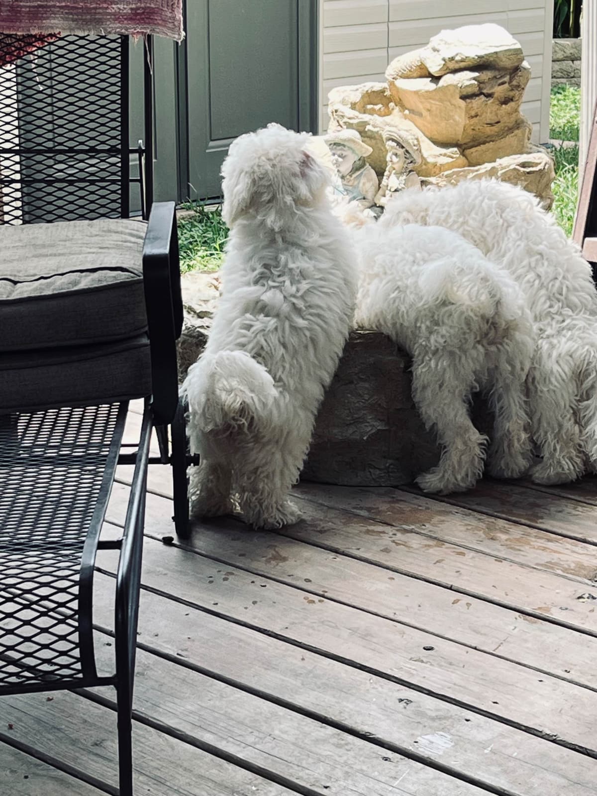 Bichon Frise Puppies breeder image 13