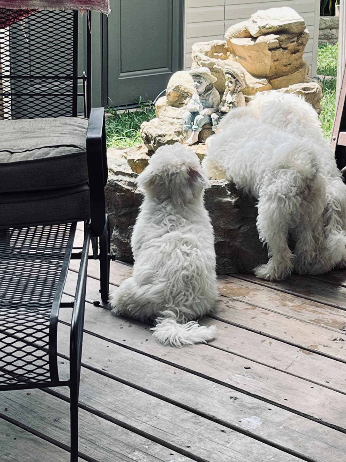 Bichon Frise Puppies breeder image 14