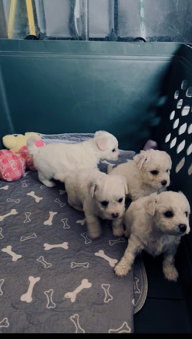 Bichon Frise Puppies media 3