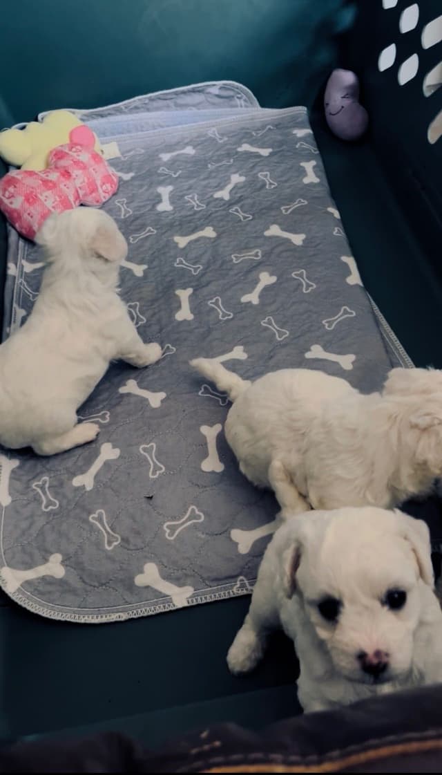 Bichon Frise Puppies media 7