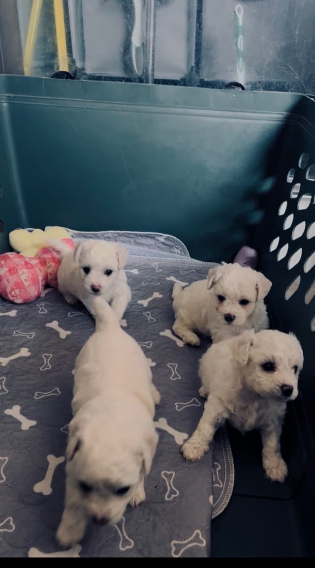 Bichon Frise Puppies media 4