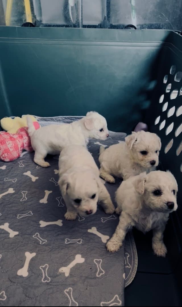 Bichon Frise Puppies media 5