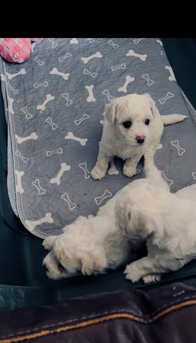Bichon Frise Puppies media 6