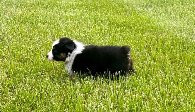 Australian Shepherd Puppies media 4