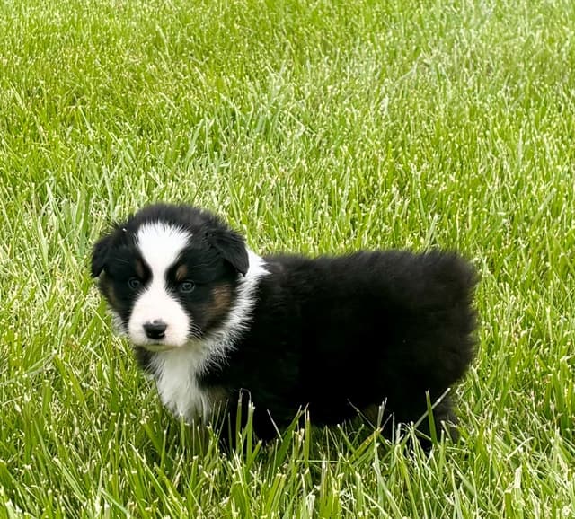Australian Shepherd Puppies media 3