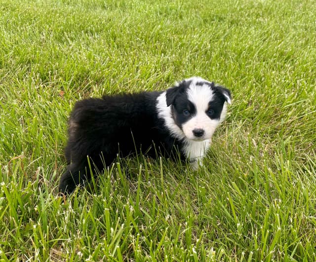 Australian Shepherd Puppies media 2
