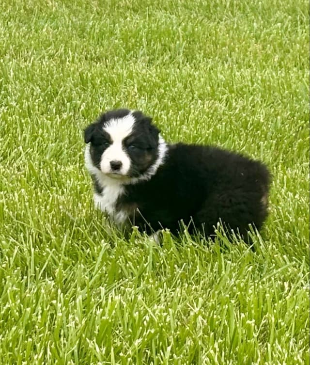 Australian Shepherd Puppies media 5