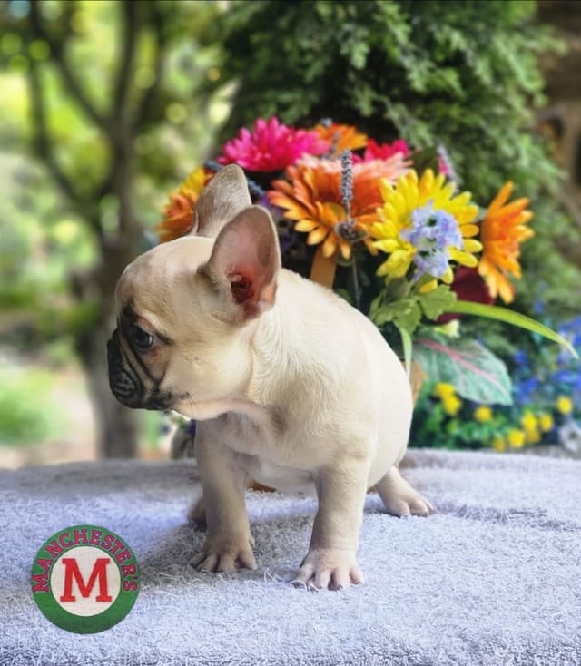 French Bulldog Puppies media 2
