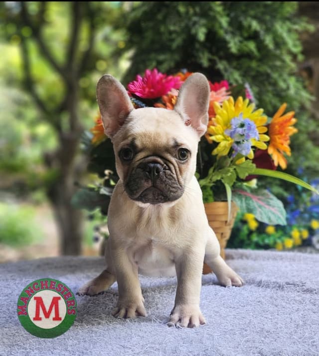 French Bulldog Puppies media 3