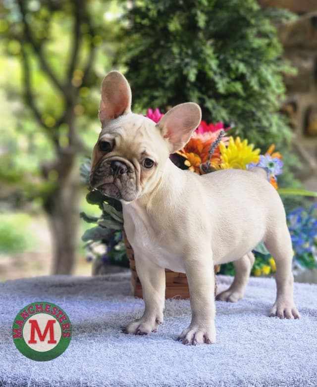 French Bulldog Puppies media 4