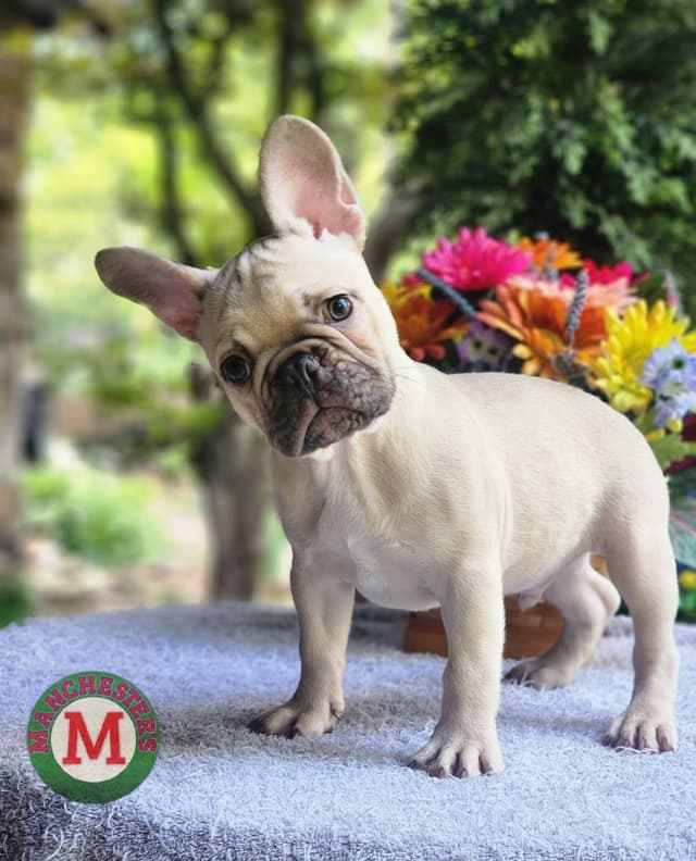 French Bulldog Puppies media 6
