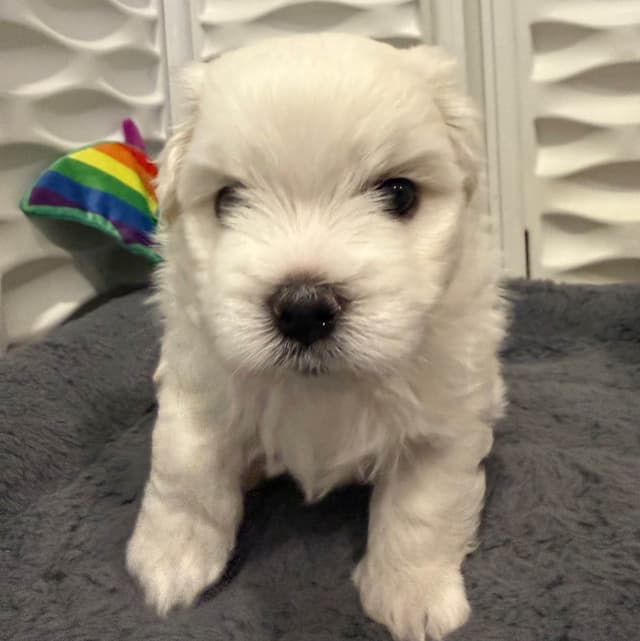 Coton de Tulear Puppies Ready July 25th media 2