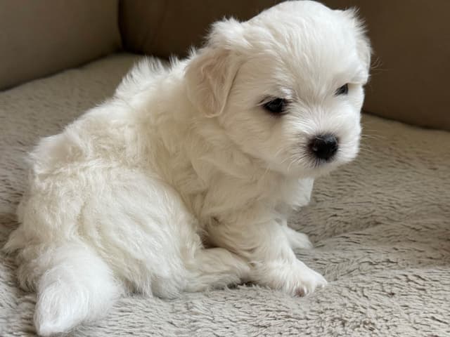 Coton de Tulear Puppies Ready July 25th media 3