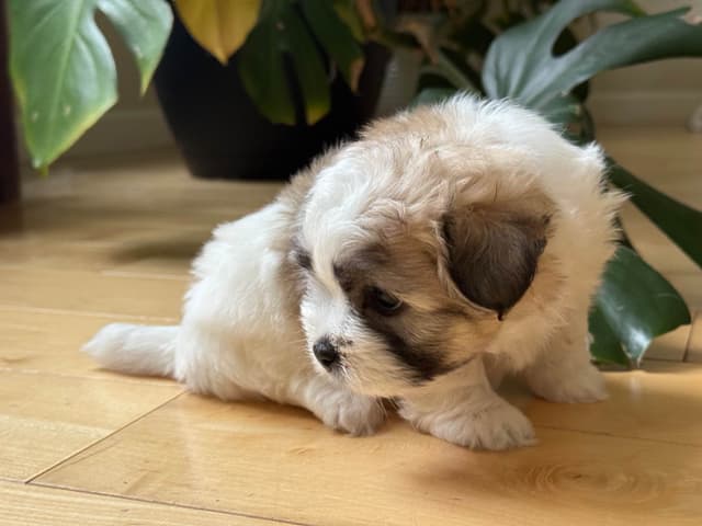 Coton de Tulear Puppies Ready July 25th media 4