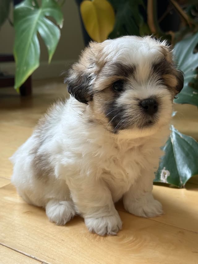 Coton de Tulear Puppies Ready July 25th media 5