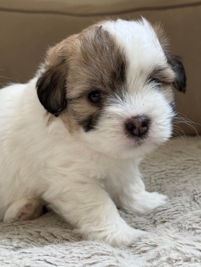 Coton de Tulear Puppies Ready July 25th media 6