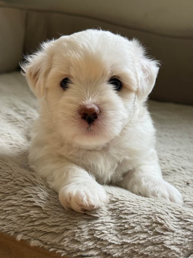 Coton de Tulear Puppies Ready July 25th media 8