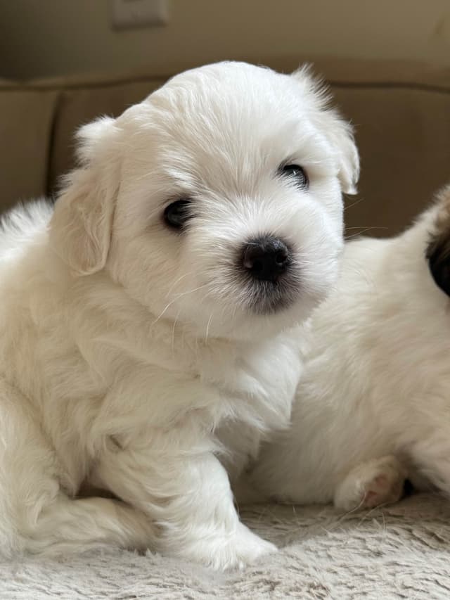Coton de Tulear Puppies Ready July 25th media 7