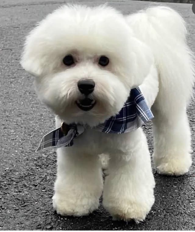 Coton de Tulear Puppies Ready July 25th media 9