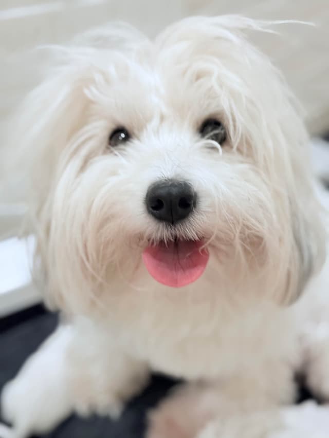 Coton de Tulear Puppies Ready July 25th media 11