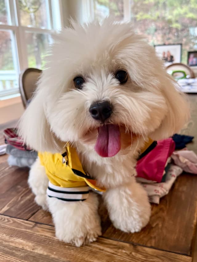 Coton de Tulear Puppies Ready July 25th media 12