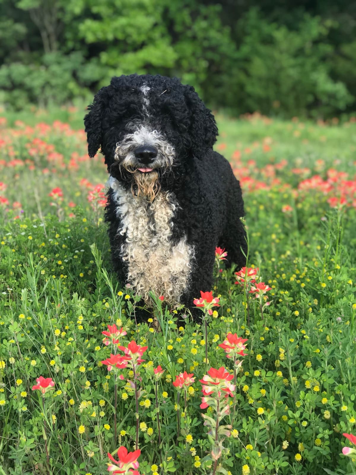 Spanish Water Dog Puppies breeder image 3