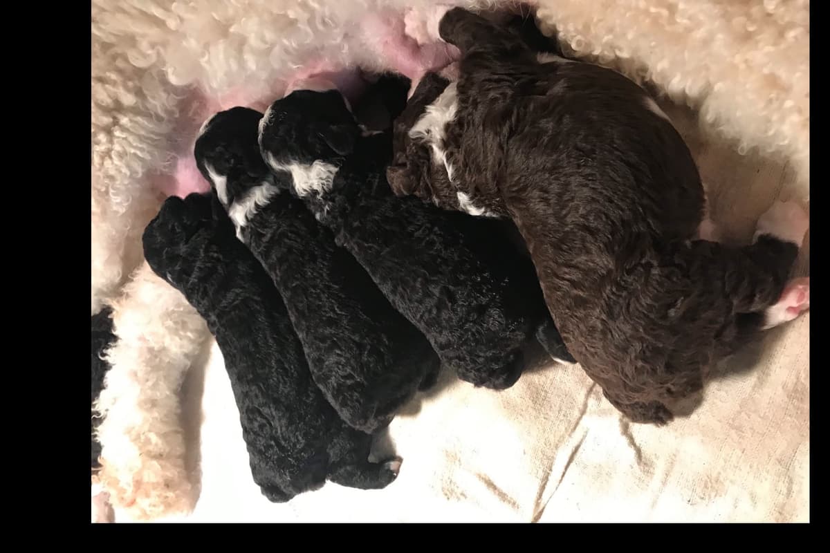 Spanish Water Dog Puppies breeder image 1