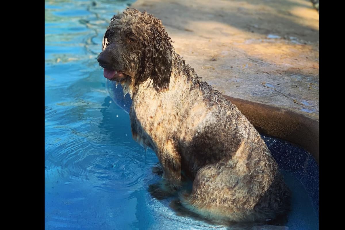 Spanish Water Dog Puppies breeder image 5