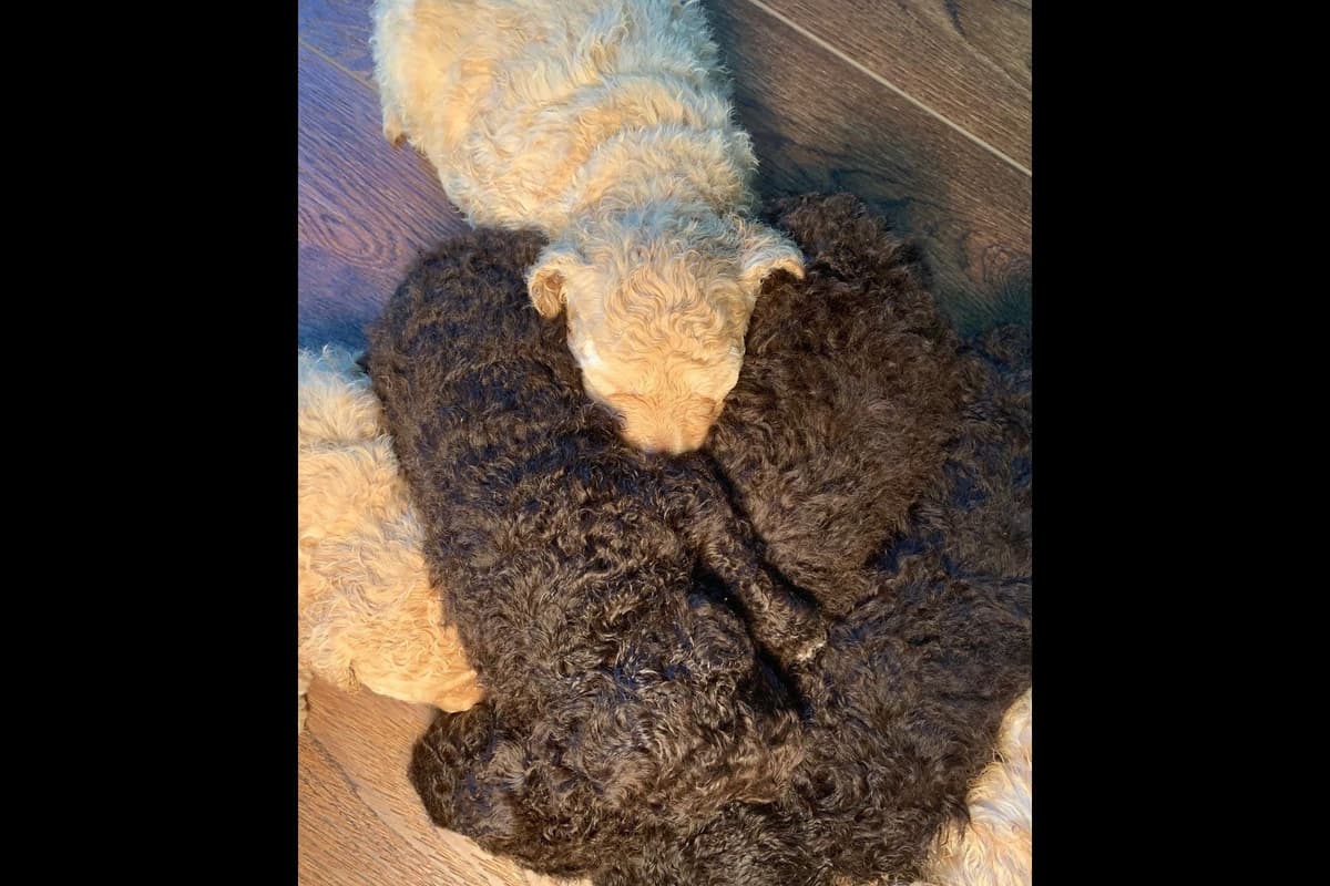 Spanish Water Dog Puppies breeder image 6