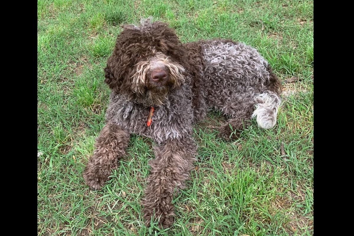 Spanish Water Dog Puppies breeder image 7