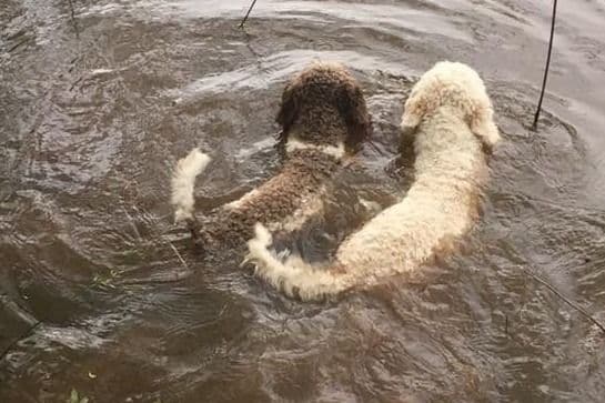 Spanish Water Dog Puppies breeder image 8